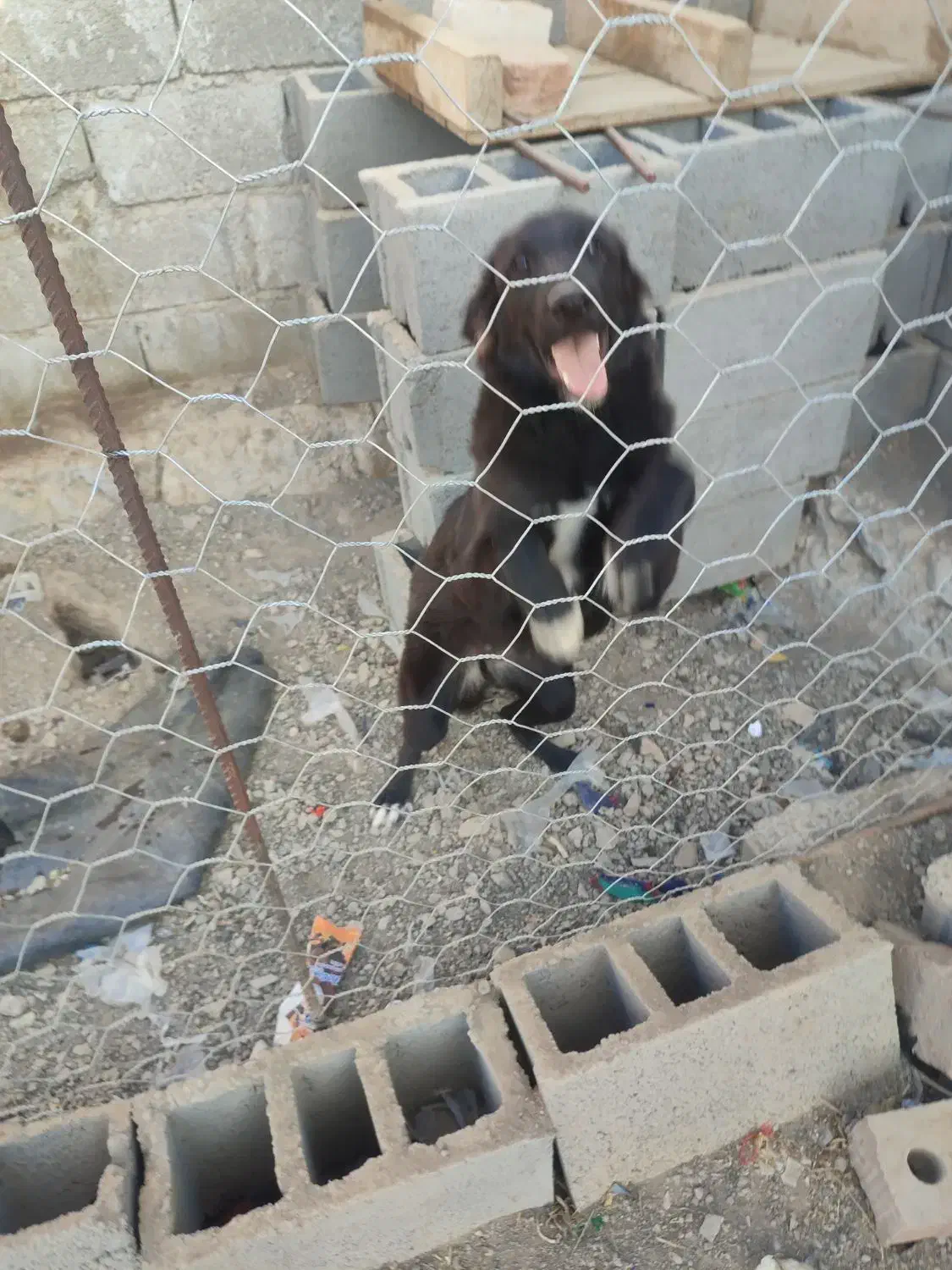 سگ نگهبان|سگ|فنوج, |دیوار