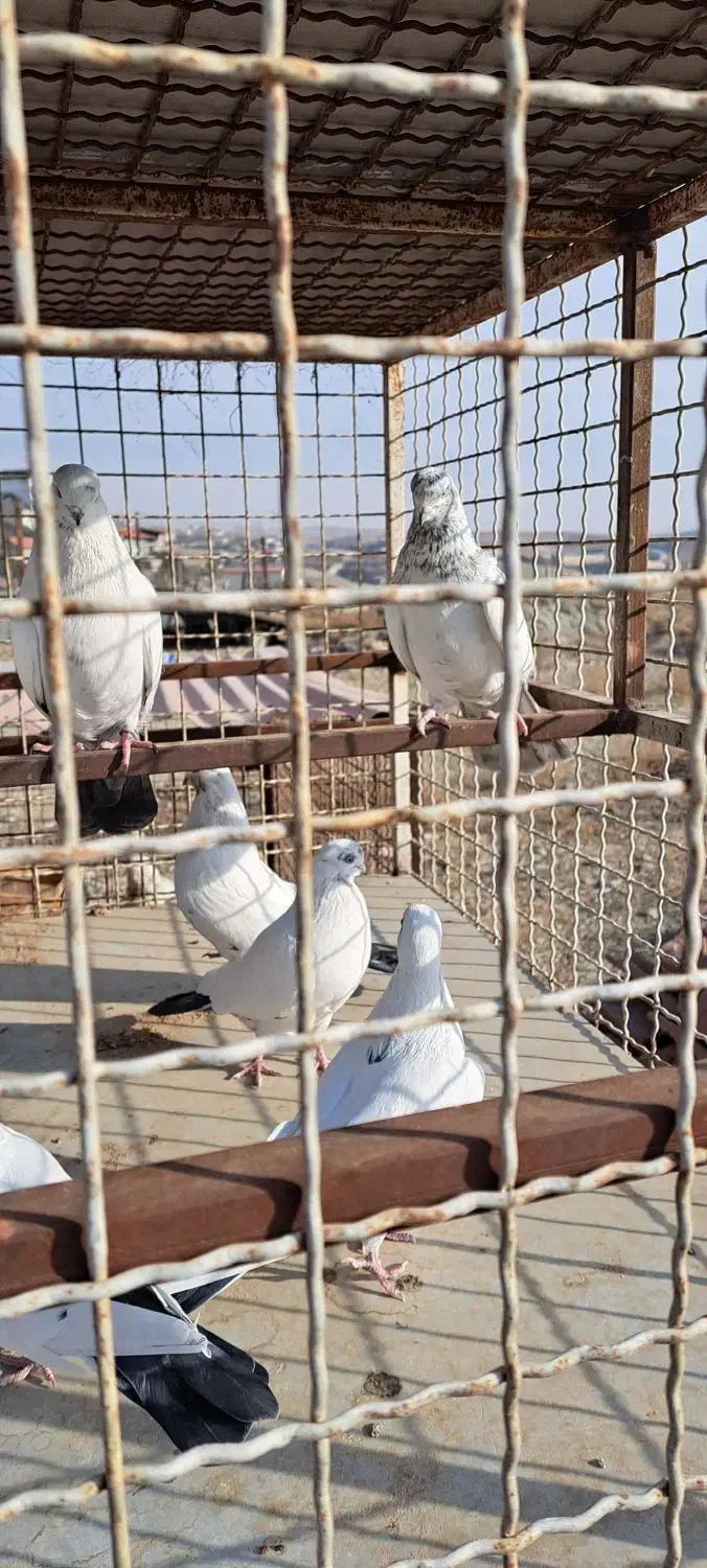 کفتر نوک قنار|پرنده|رودهن, |دیوار