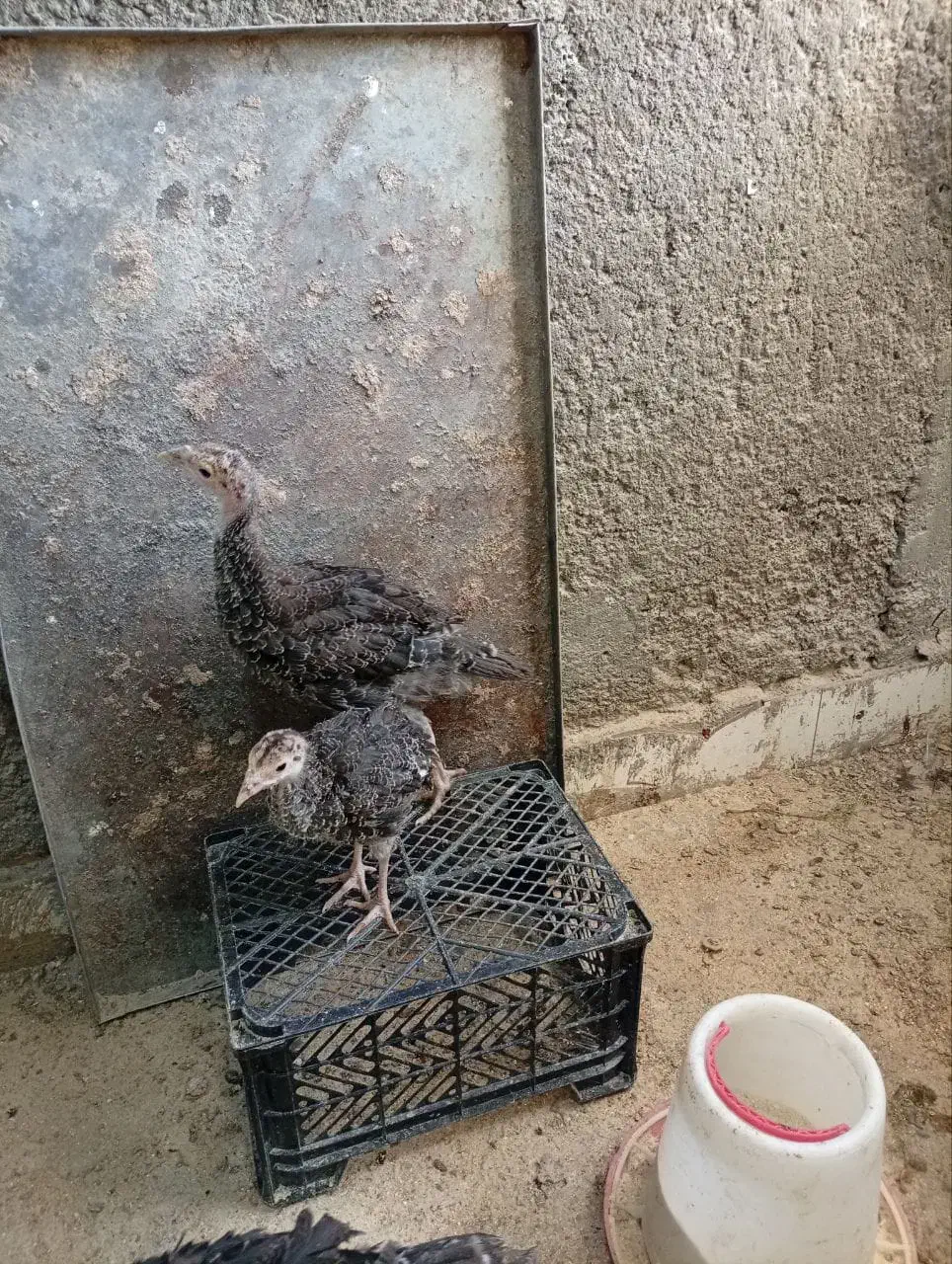 بوقلمون  برنز آمریکایی و محلی ۳ماهه|حیوانات مزرعه|برازجان, |دیوار