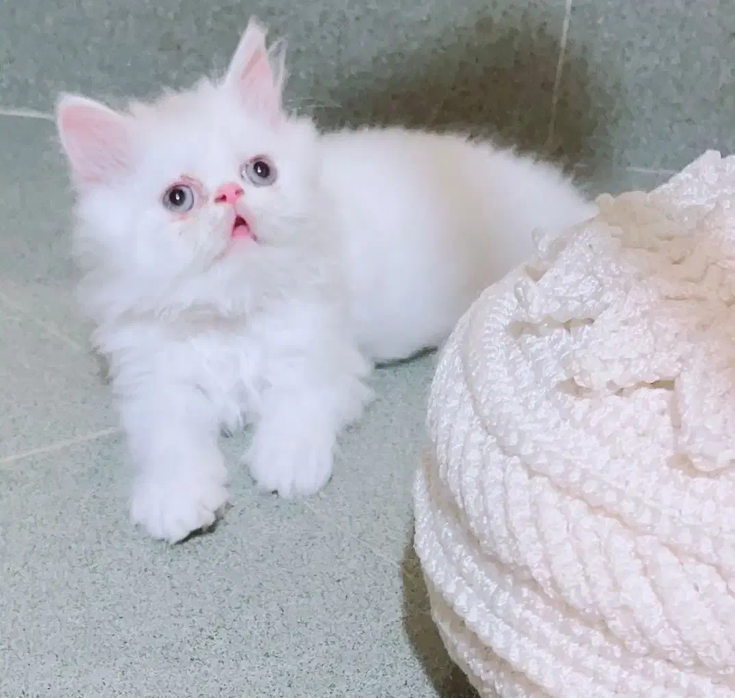 توله سگ فانتزی ریز|سگ|شیراز, معالیآباد|دیوار