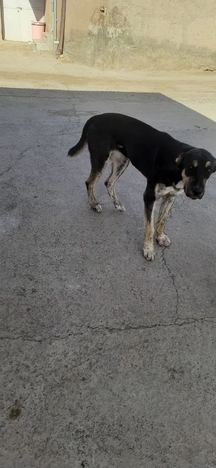 سگ خراسانی|سگ|سبزوار, خسروجرد|دیوار