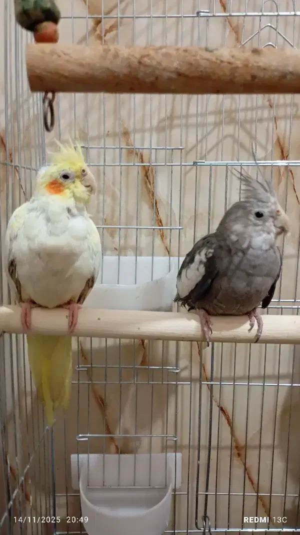 2تا عروس هلندی با قفس|پرنده|مشکیندشت, |دیوار