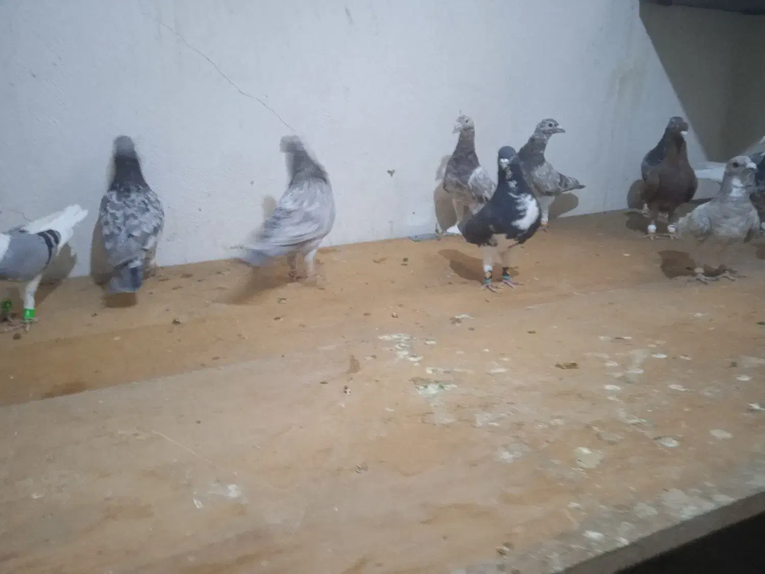 دسته سرور و پشتی بی نظیر|پرنده|شیراز, شهرک گلستان|دیوار