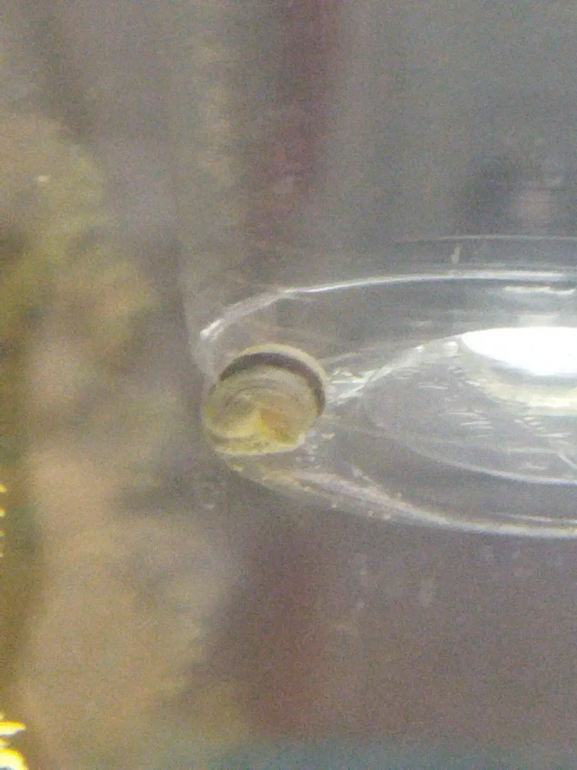 بچه حلزون کلمبیایی|خزنده|زنجان, |دیوار