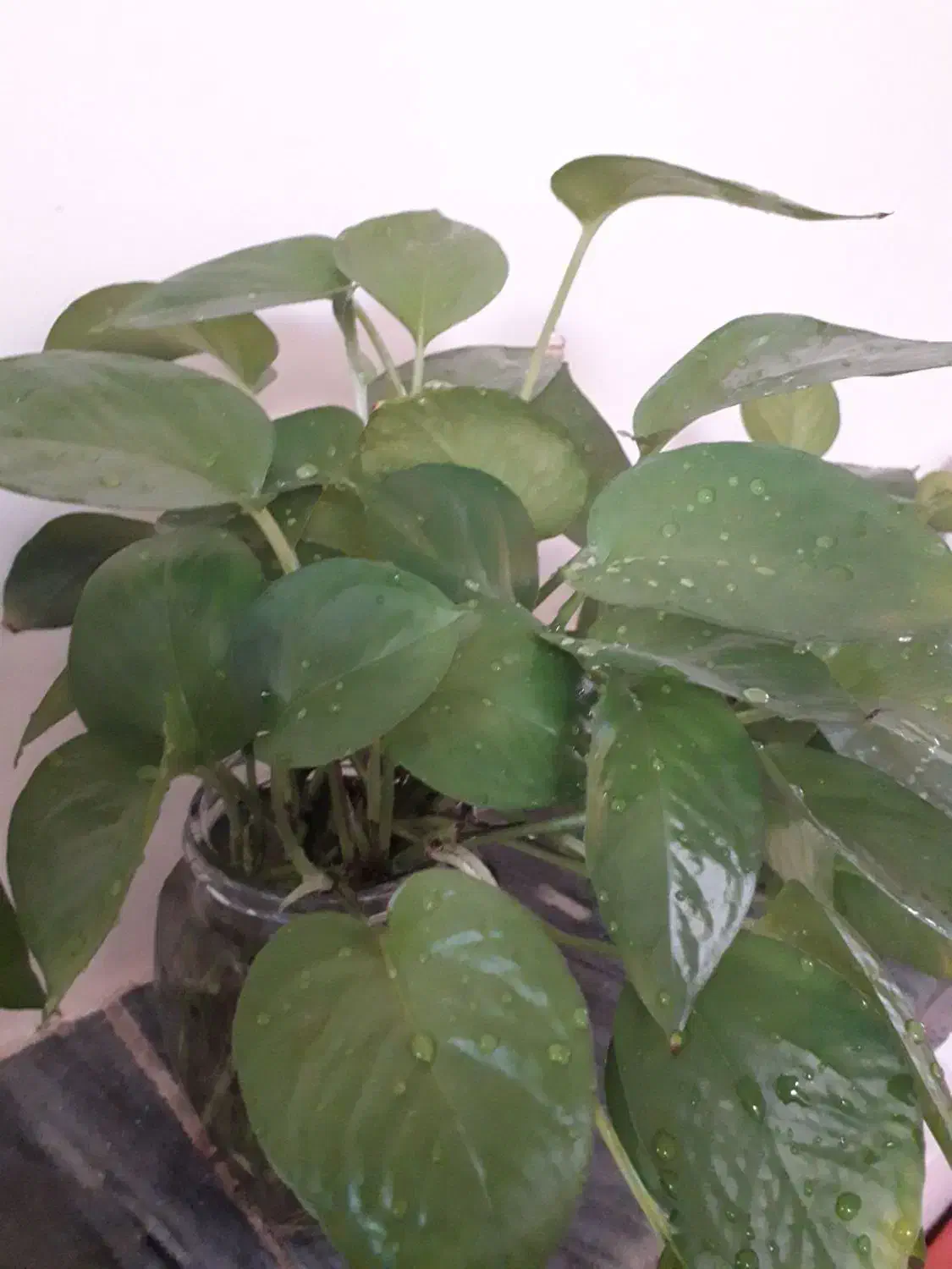 گل پتوس شاخه ای ۱۳ هزار|گل و گیاه طبیعی|سبزوار, زینبیه|دیوار