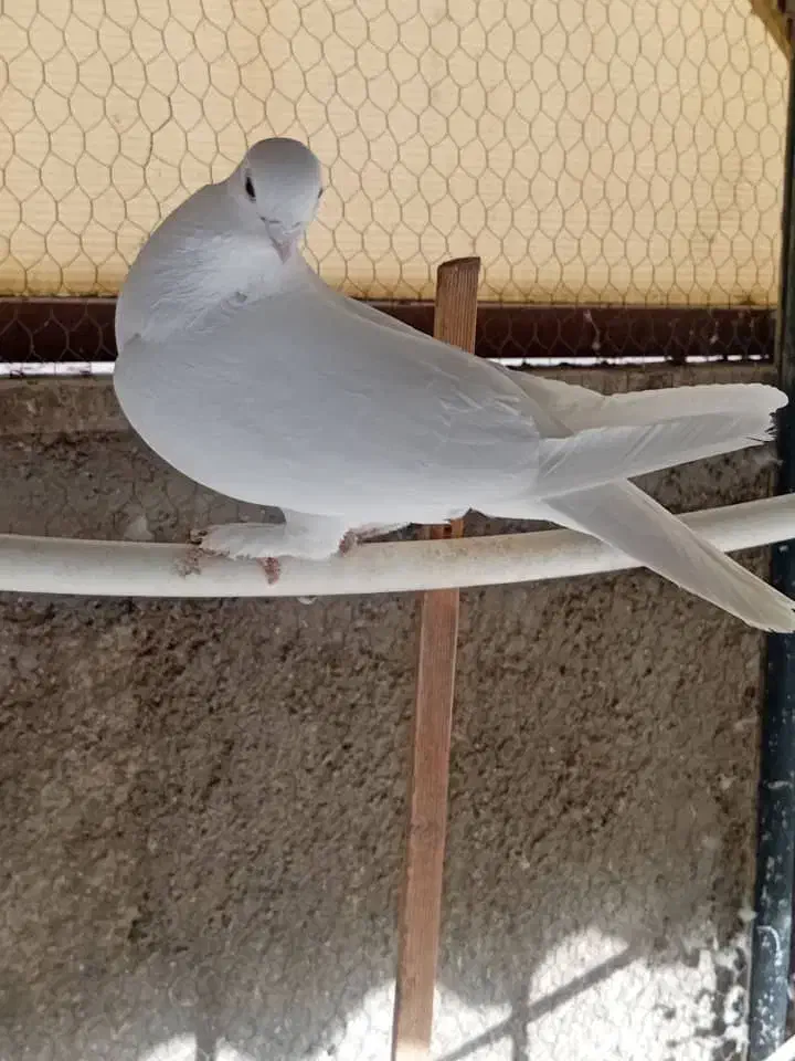 کفتر خوب|پرنده|ری, شهادت|دیوار