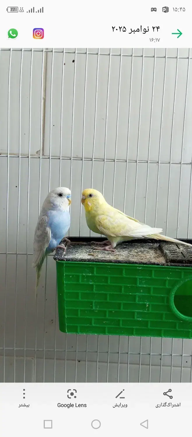 مرغ عشق|پرنده|جوانرود, |دیوار