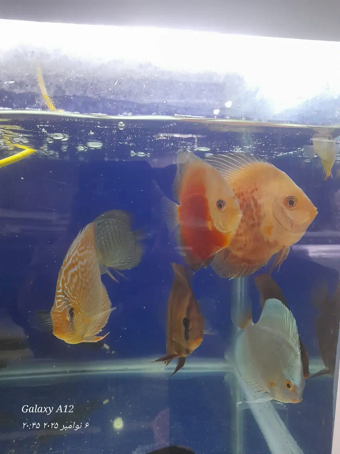 ماهی دیسکس|ماهی|مشهد, جنت|دیوار