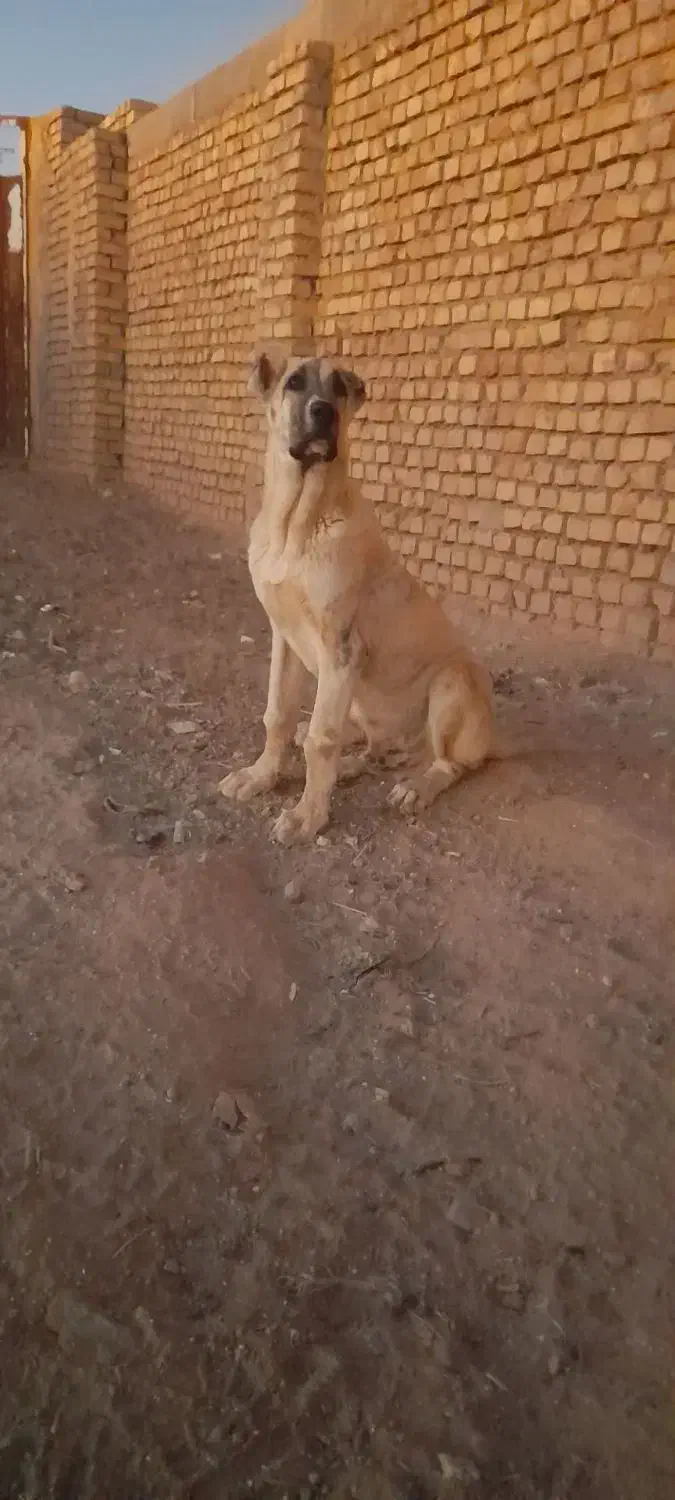 توله اصل خراسانی|سگ|شیراز, شهرک قمشه|دیوار