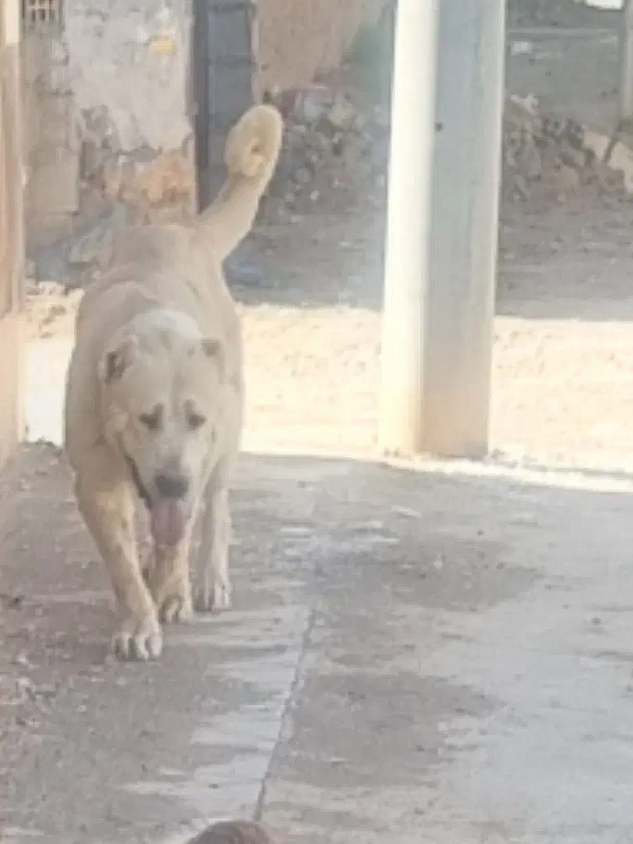 سگ الابای روس اصیل|سگ|اصفهان, خوراسگان|دیوار