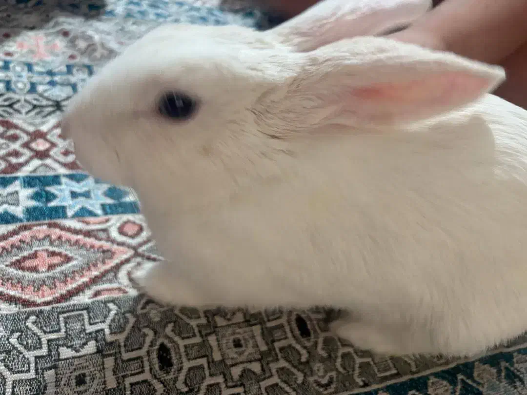 خرگوش|موش و خرگوش|صدرا-فارس, فاز ۱|دیوار