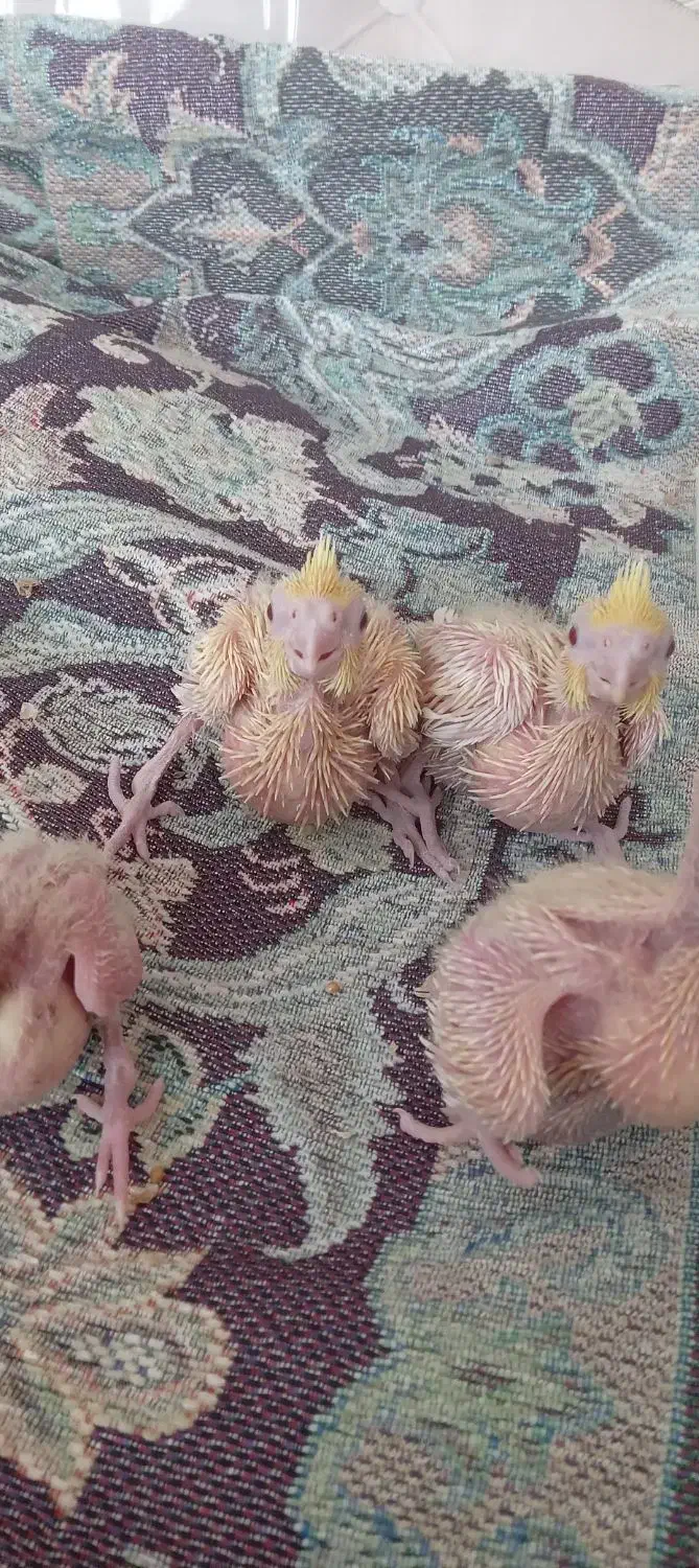 جوجه عروس هلندی لوتینو|پرنده|تهران, مسعودیه|دیوار