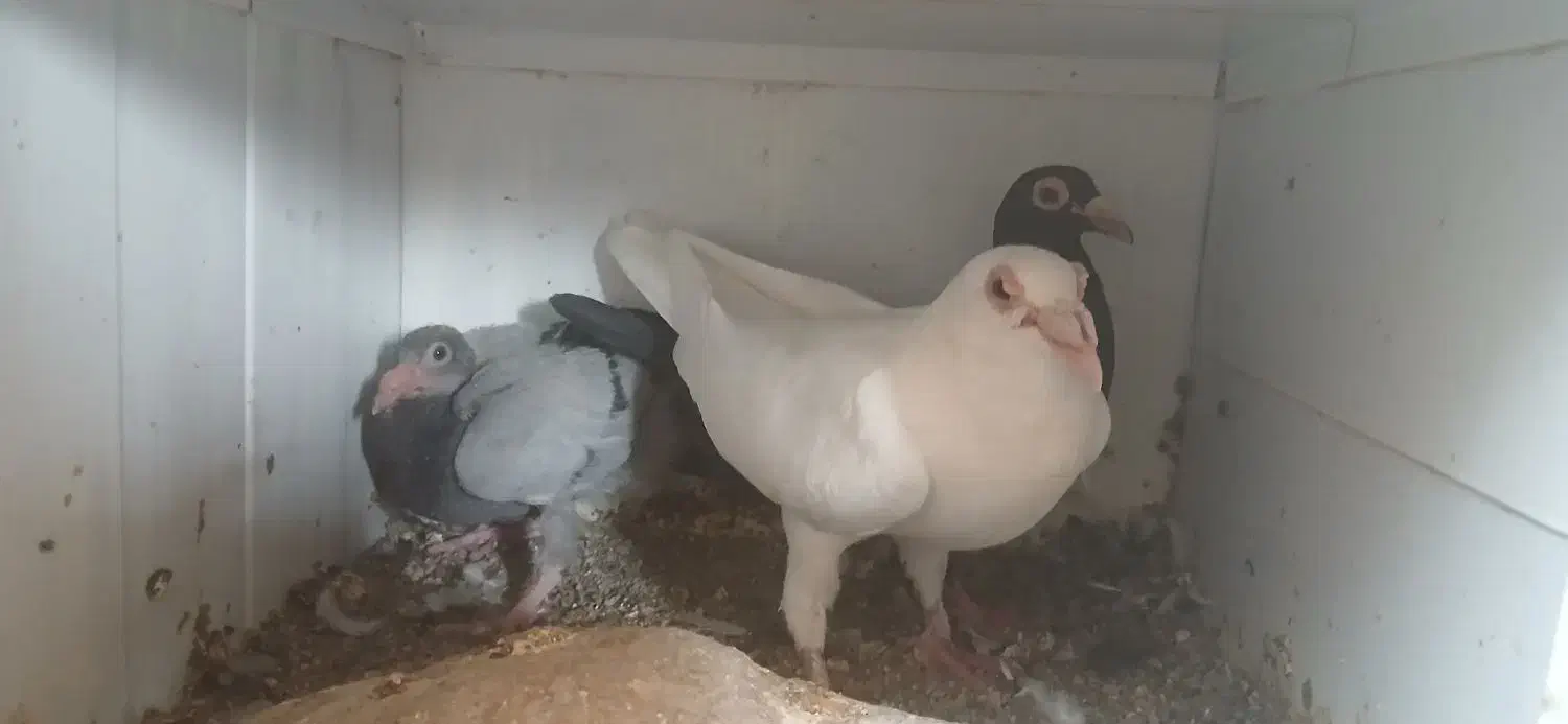 کفتر|پرنده|قهستان, |دیوار