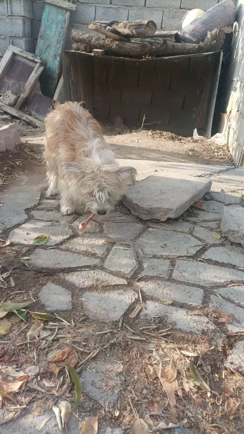 پاکوتا ماده خیلی بازی گوش سالم|سگ|بناب, |دیوار