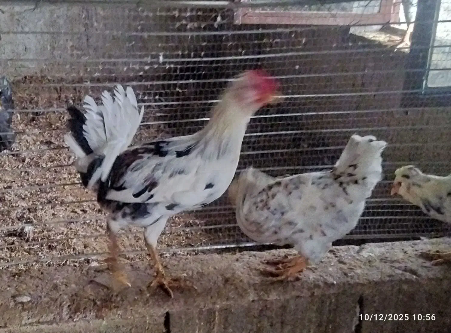 خروس گلین اصیل|حیوانات مزرعه|رشت, تازه آباد|دیوار