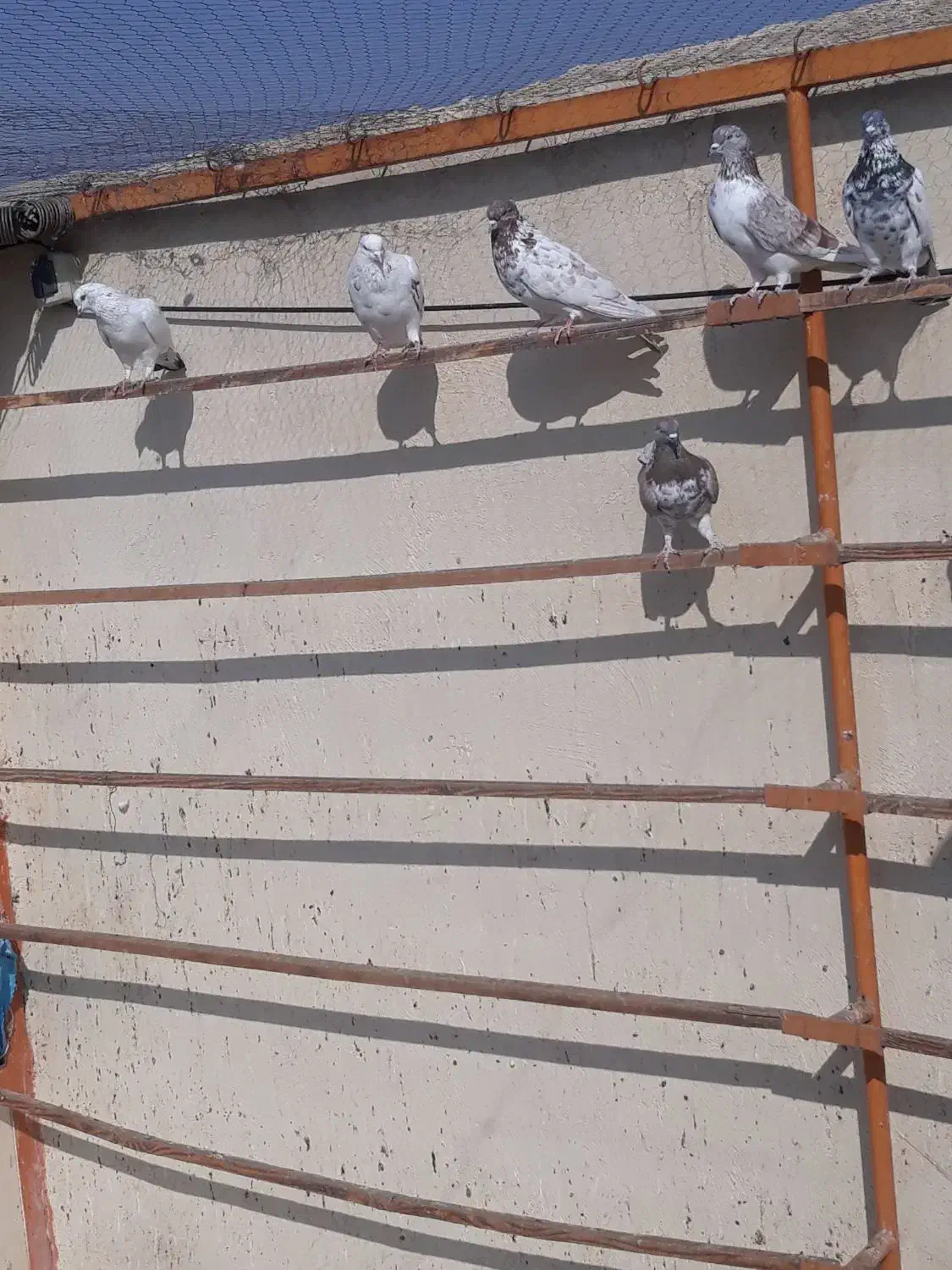 سلام تعداد ۳۰ کبوتر|پرنده|کهریزک, |دیوار