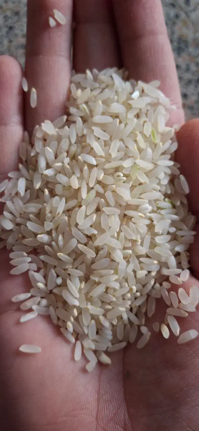 برنج کامفیروزی اصل بدون قاطی|خوردنی و آشامیدنی|شیراز, اکبر آباد|دیوار