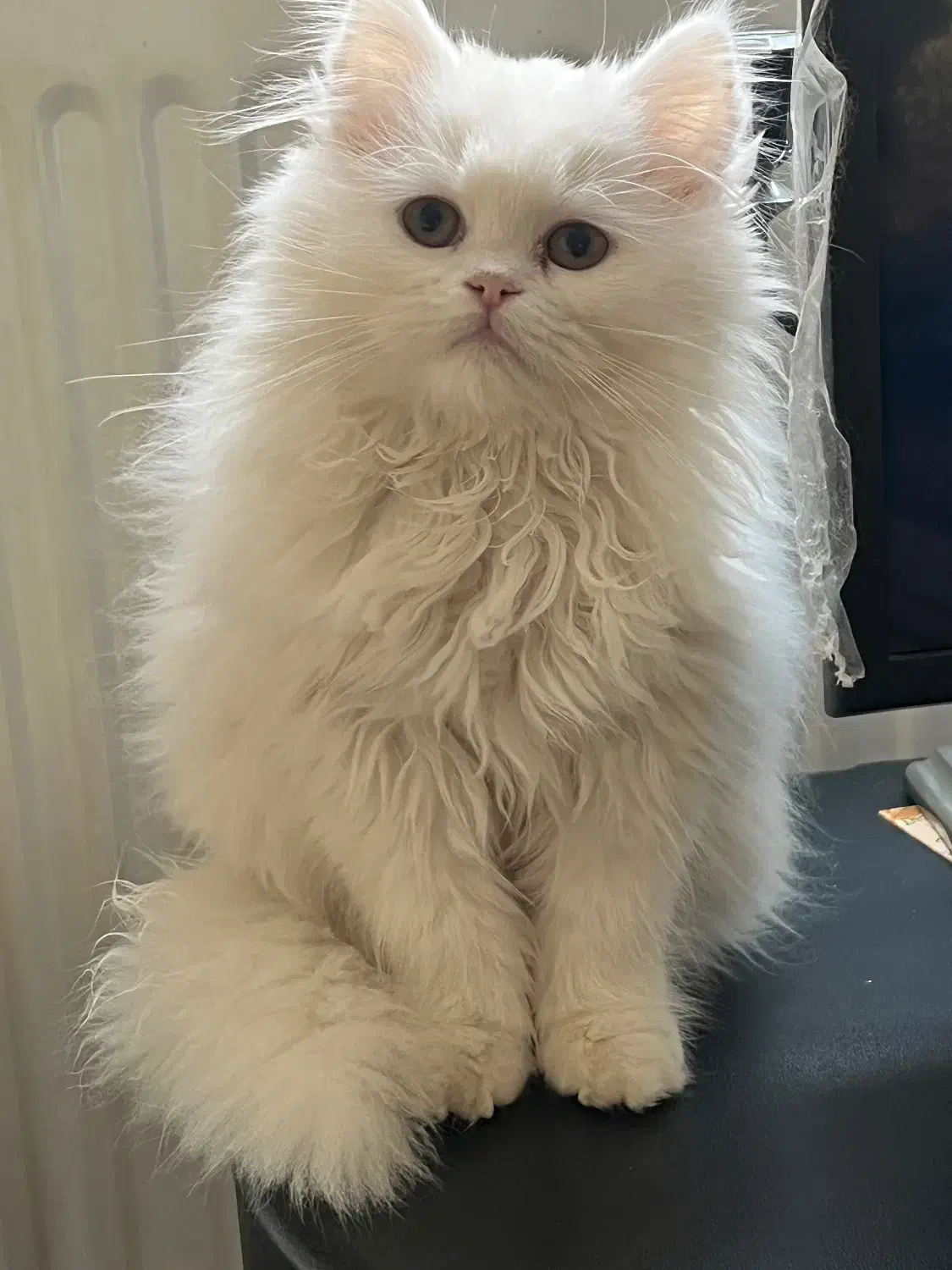 گربه بریتیش لانگ هیر|گربه|کرج, عظیمیه|دیوار