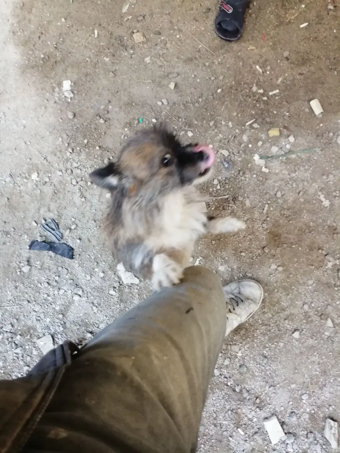 سگ ساکت حرف گوش کن آرام|سگ|بروجرد, |دیوار