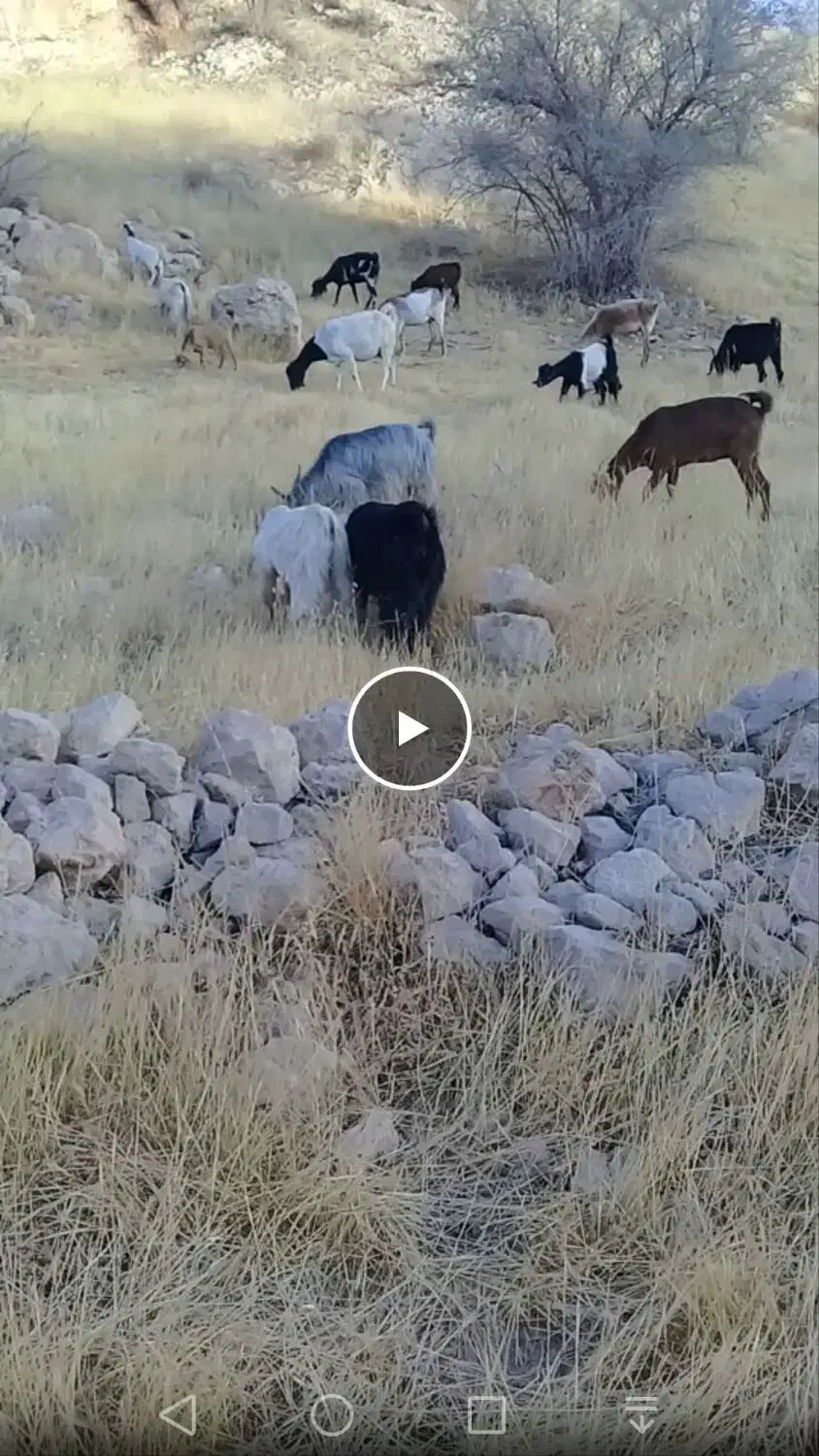 40راس بز|حیوانات مزرعه|برازجان, |دیوار