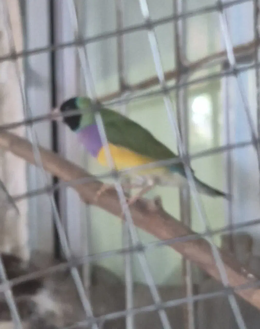 فنچ خرم|پرنده|آبدانان, |دیوار