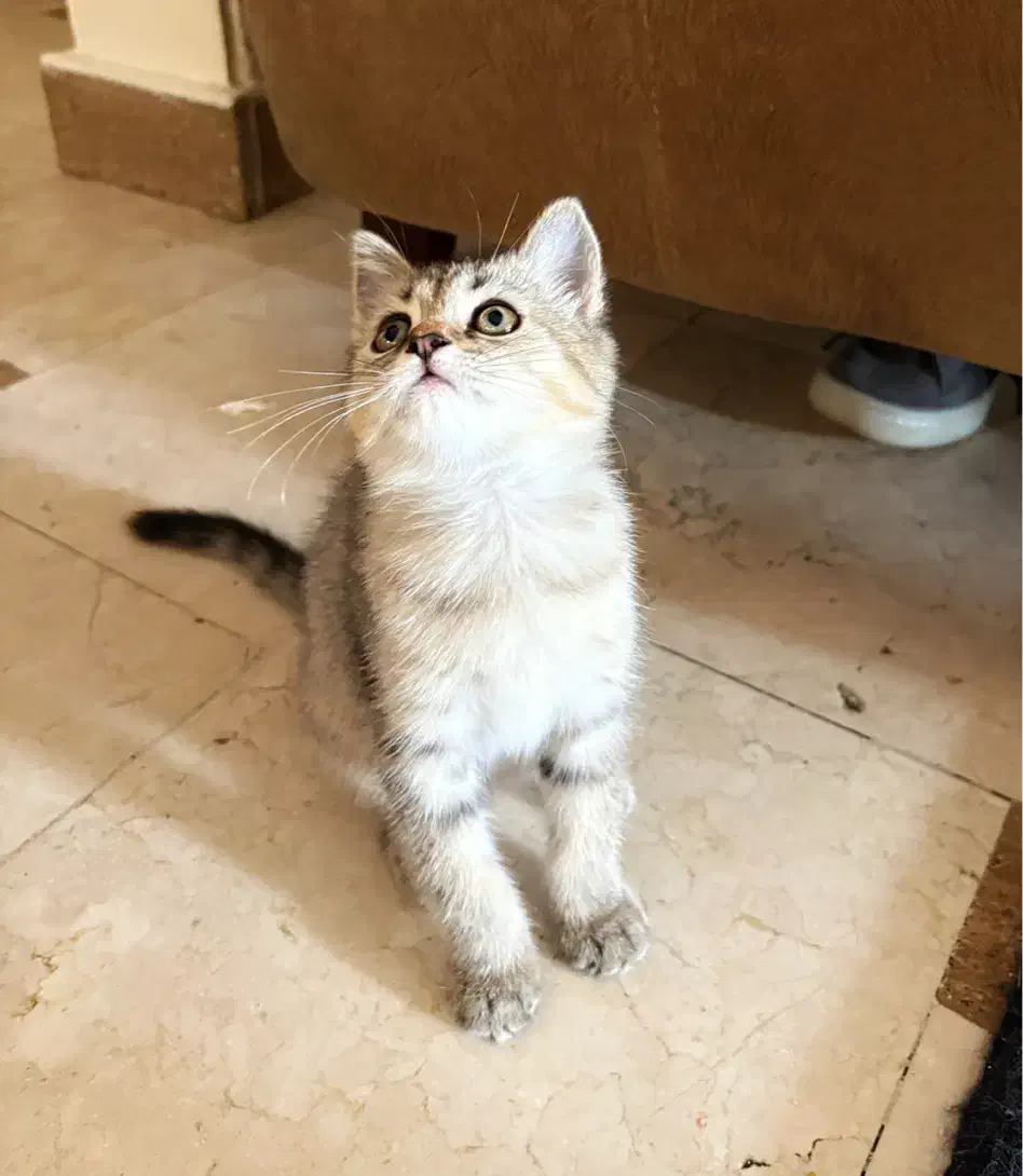 بریتیش چینچیلا گلد تبی|گربه|تهران, هروی|دیوار