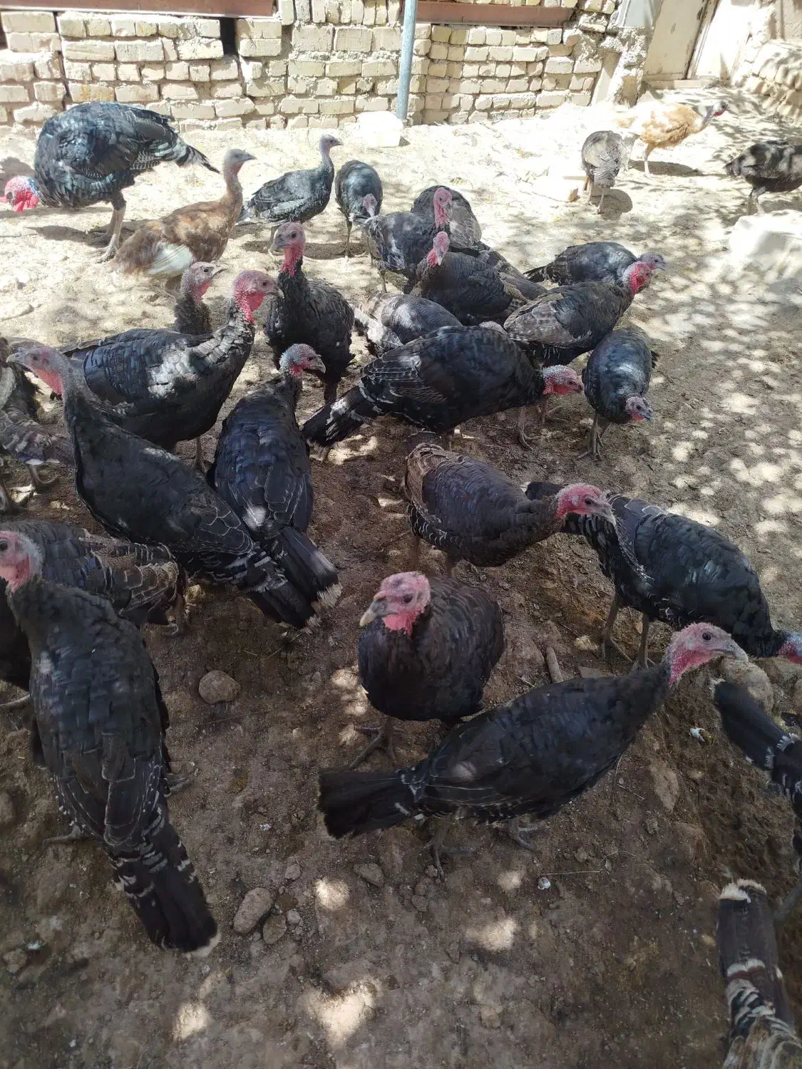 بوقلمون محلی|حیوانات مزرعه|قیدار, |دیوار