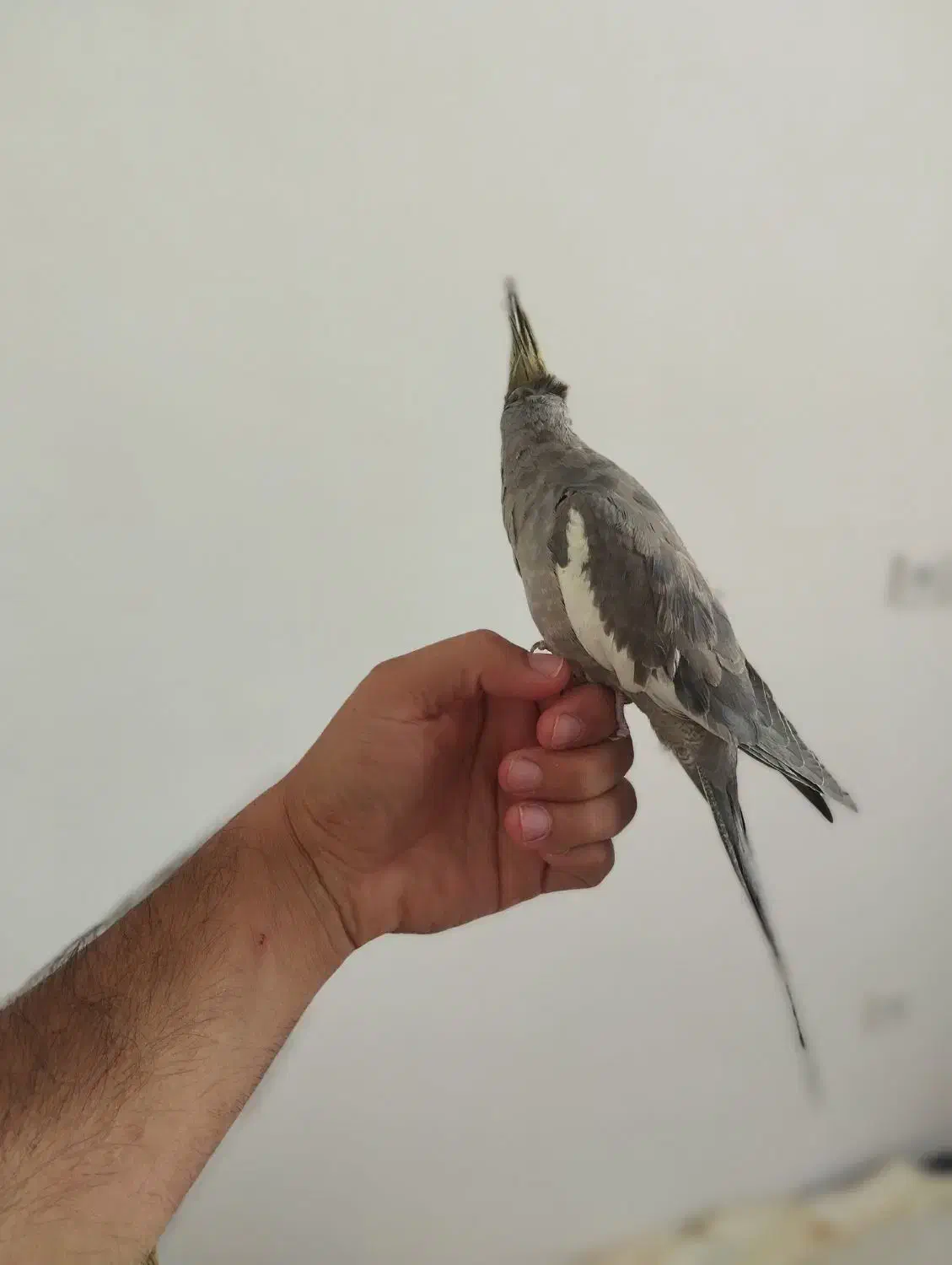 عروس هلندی|پرنده|کرمانشاه, |دیوار