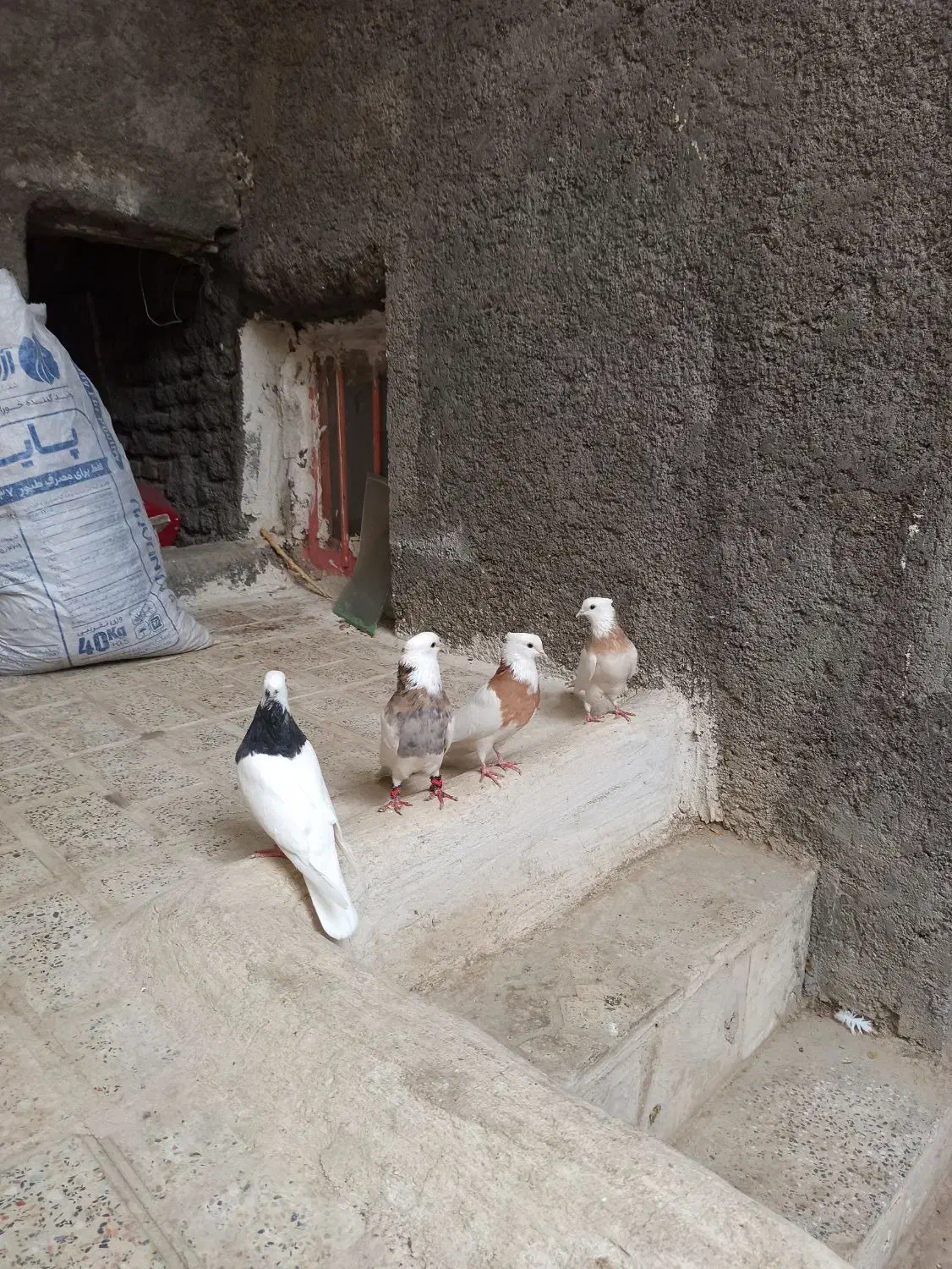 کبوتر طوقی|پرنده|هرسین, |دیوار