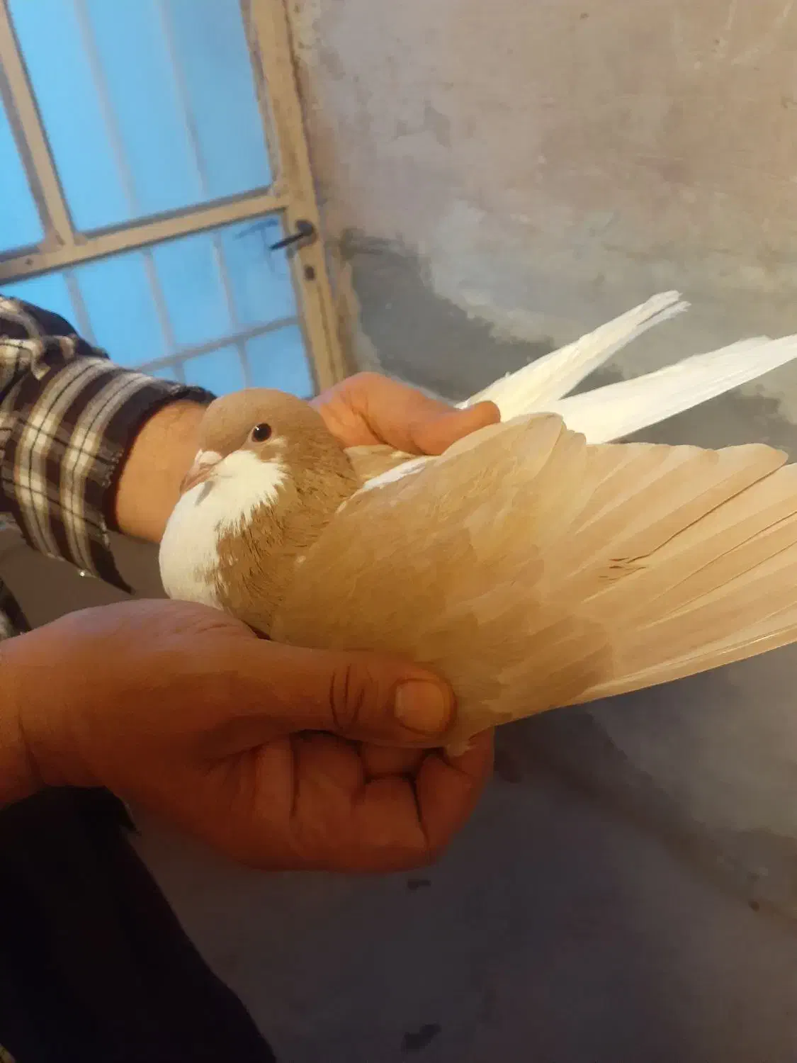 چپ ماده کفتر|پرنده|اقبالیه, |دیوار