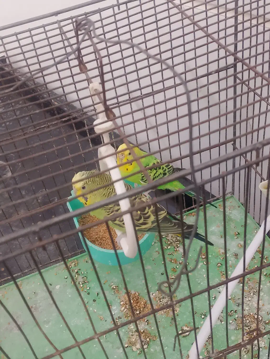 مرغ عشق مولد|پرنده|میانه, |دیوار