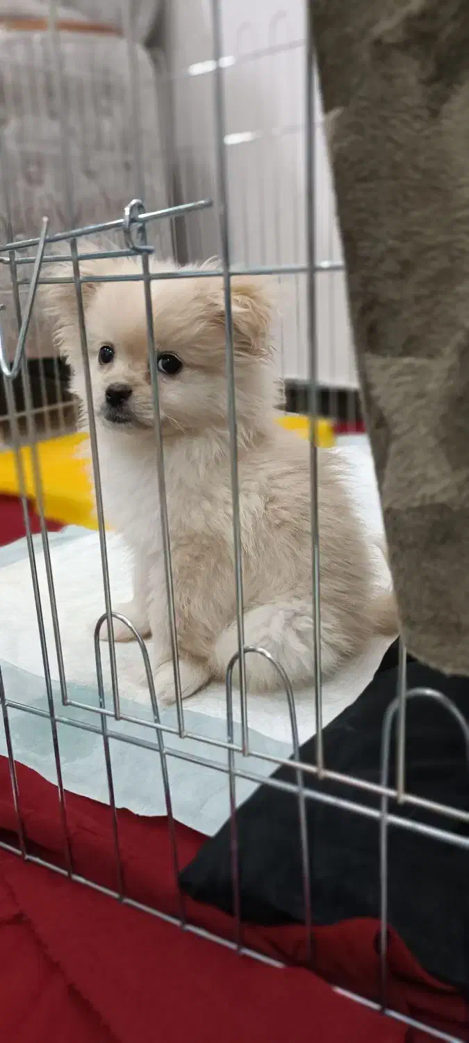 پت خانگی|سگ|بوکان, |دیوار