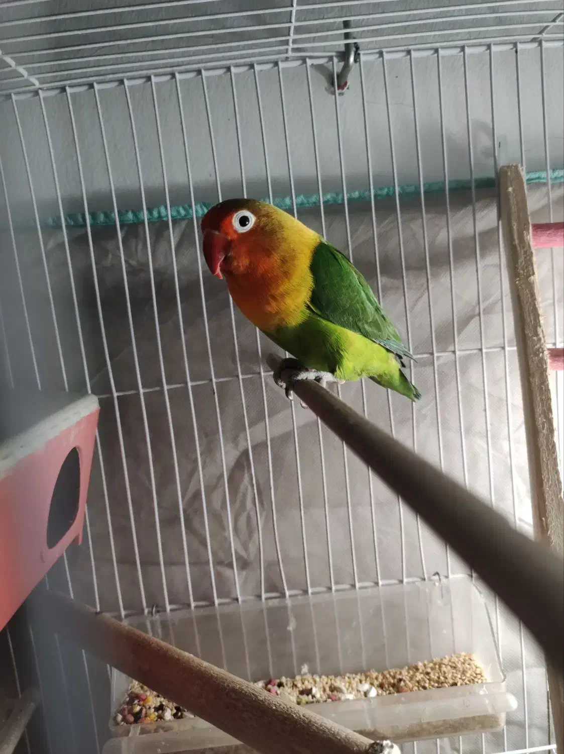 طوطی برزیلی نرو ماده سرحال|پرنده|شهریار, شهرک امیریه|دیوار