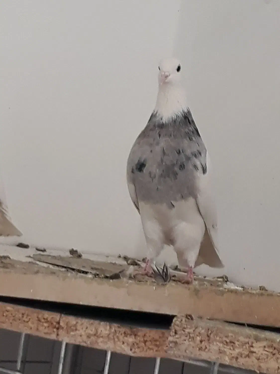 کبوتر طوقی.|پرنده|ابریشم, |دیوار