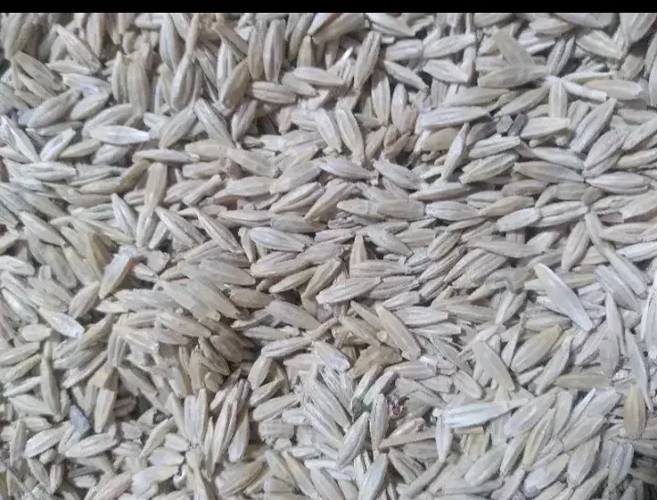 جو دیم|عمده‌فروشی|ابهر, |دیوار