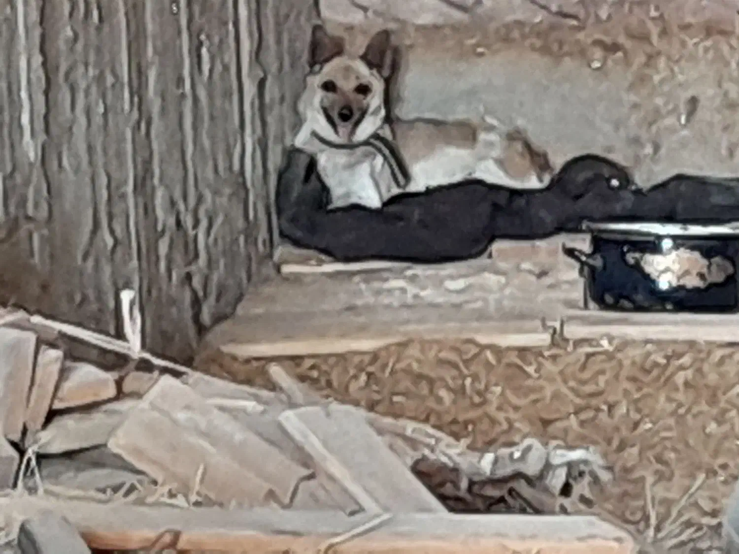 سگ پاکوتاه نگهبان|سگ|خسروشاه, |دیوار