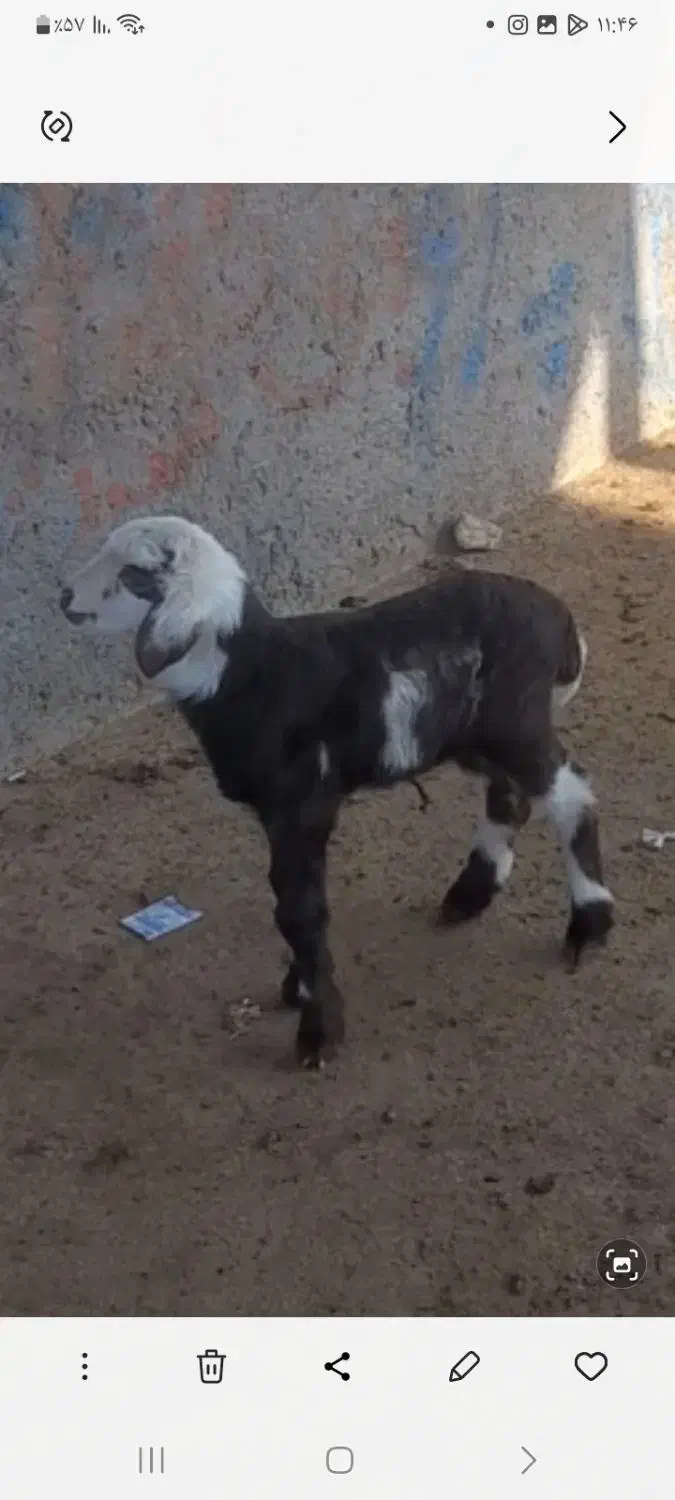 خرید فروش بره وبزغاله شیری بازاربزرگ تربت حیدریه|حیوانات مزرعه|تربت‌حیدریه, حاجی یار‎|دیوار