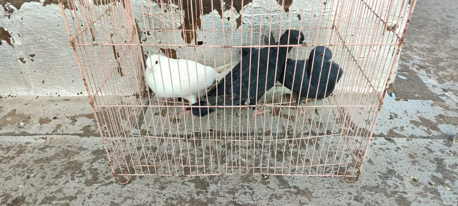 کبوتر|پرنده|ابهر, |دیوار