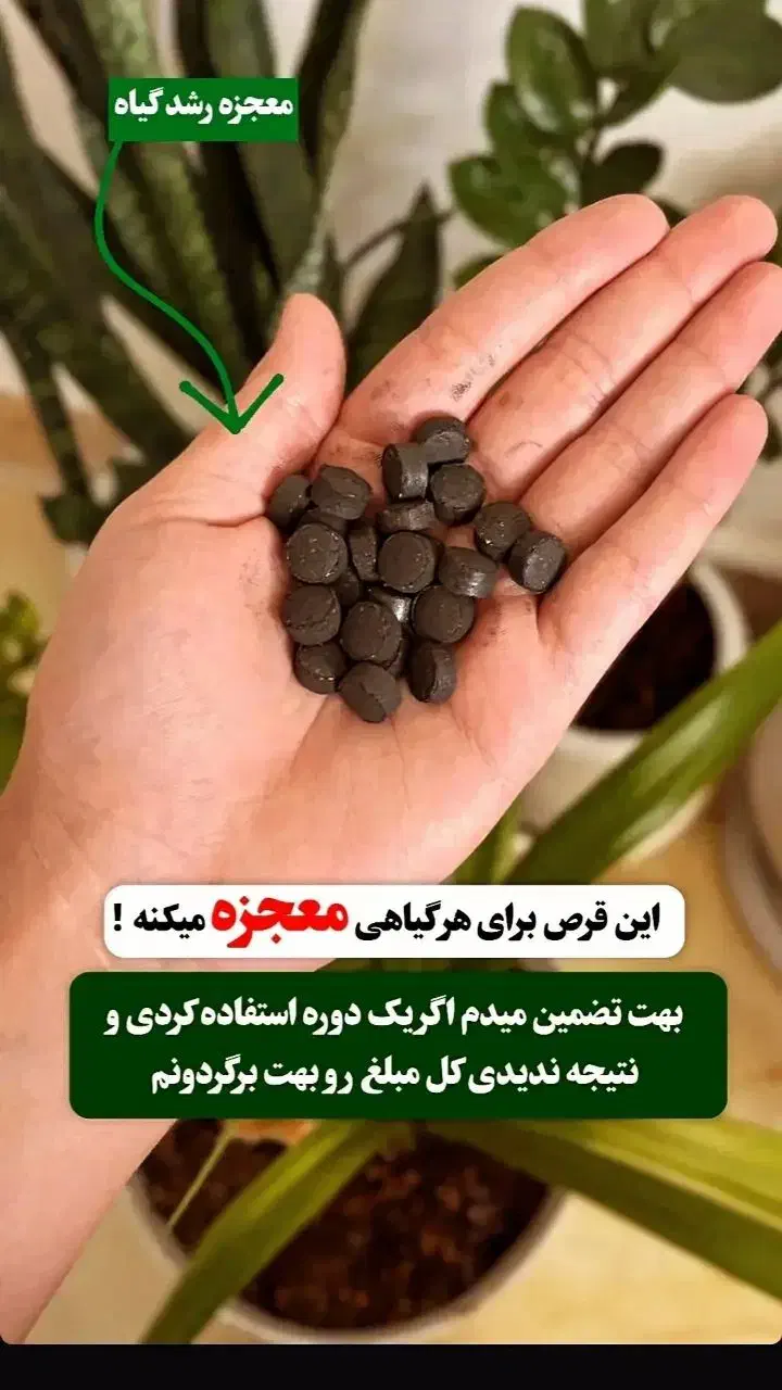 قرص کود|گل و گیاه طبیعی|رشت, پل تالشان|دیوار