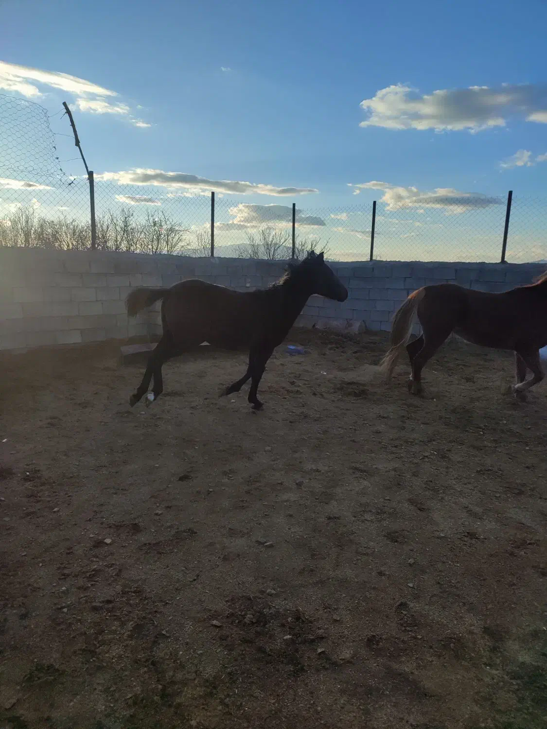 اسب|اسب و تجهیزات اسب‌سواری|گلپایگان, |دیوار