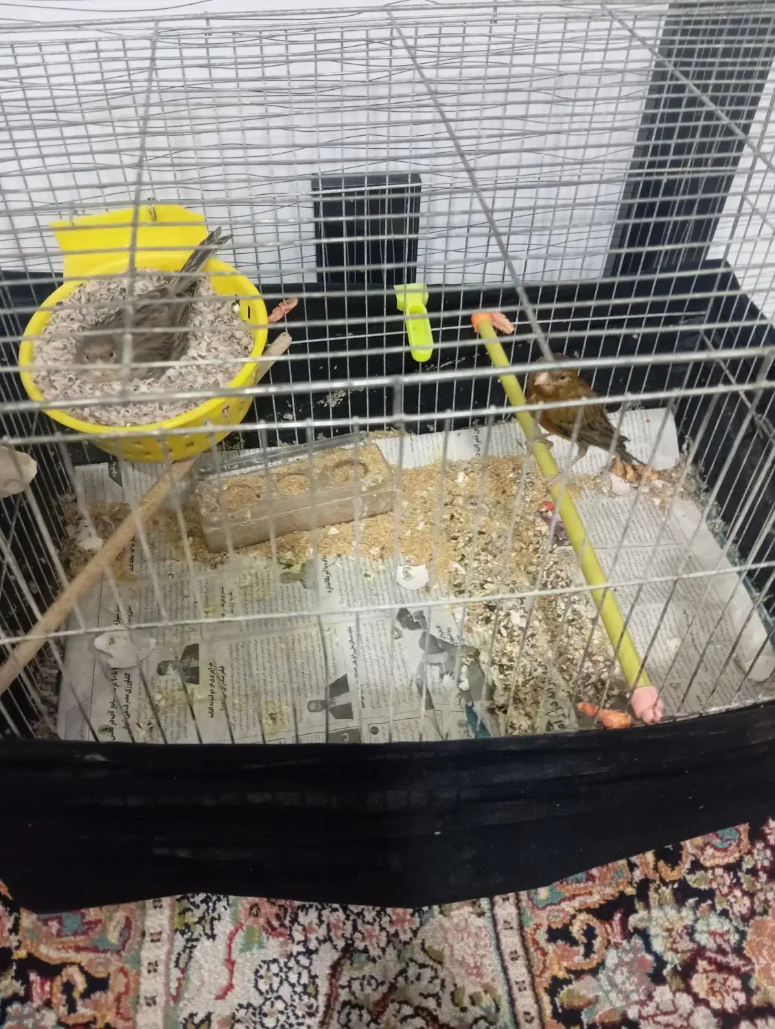 قناری با تخم|پرنده|بیرجند, |دیوار