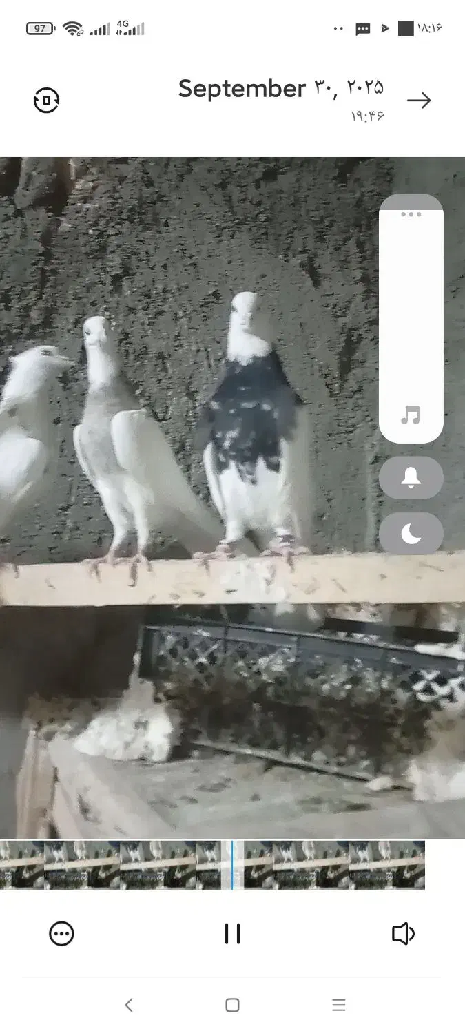 جفت طوقی زرین|پرنده|سلامی, |دیوار