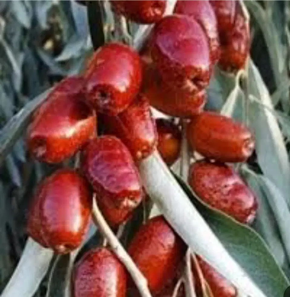 سنجد درخت مقاوم واقتصادی،در نهالستان ، گلخانه نهال|خدمات باغبانی و درختکاری|مشهد, سیسآباد|دیوار