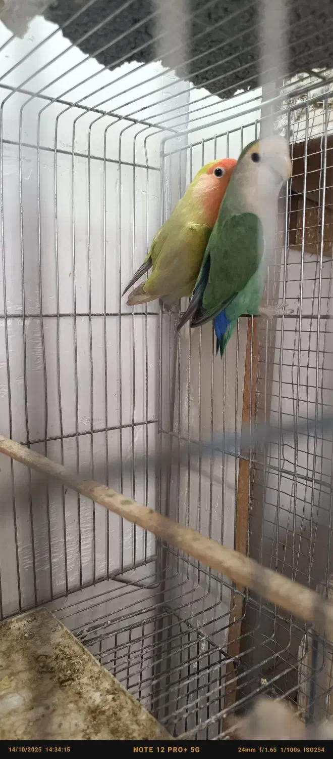 کوتوله برزیلی|پرنده|مرودشت, ژیان|دیوار