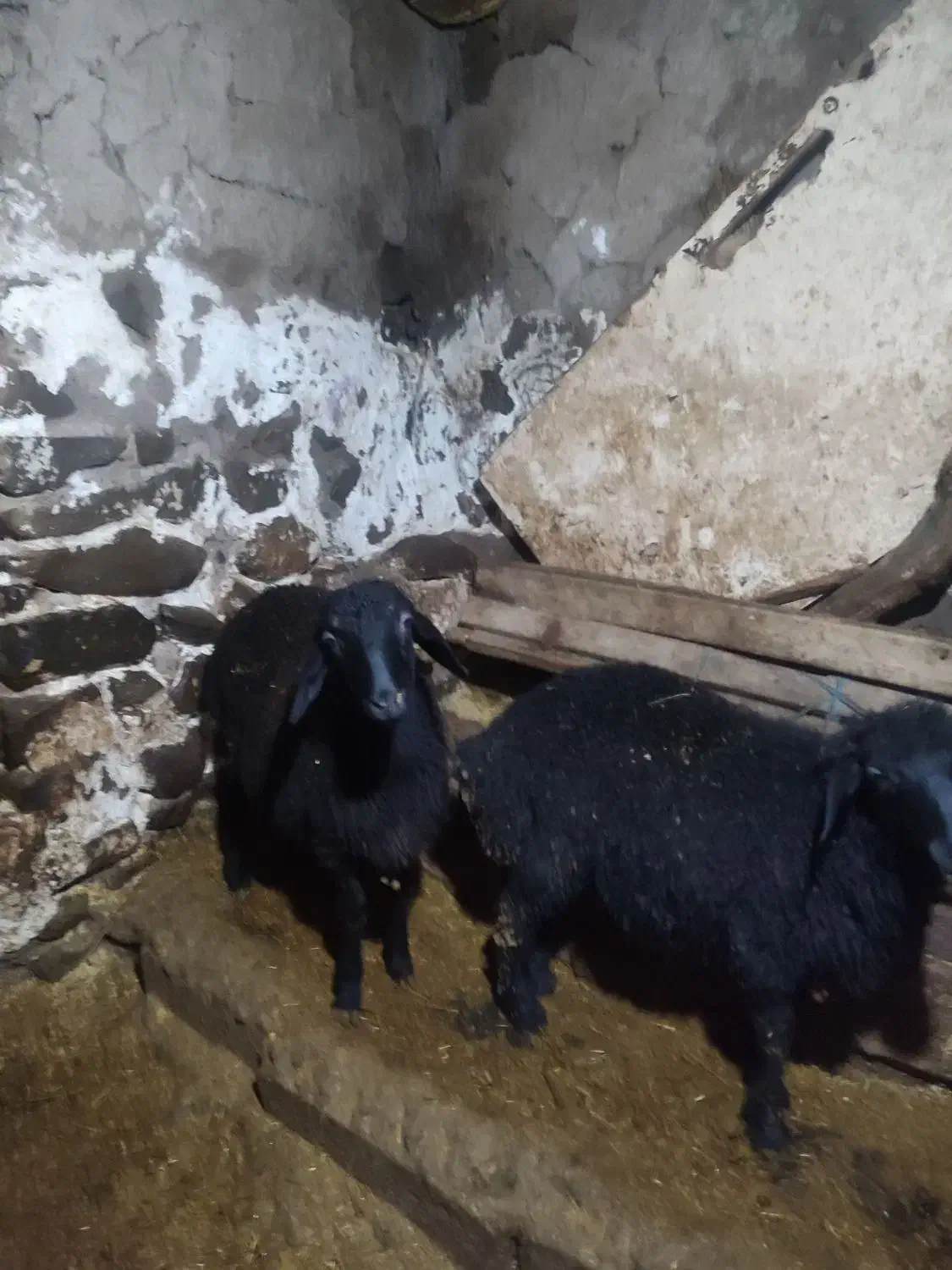 گوسفند|حیوانات مزرعه|قره پشتلو, |دیوار