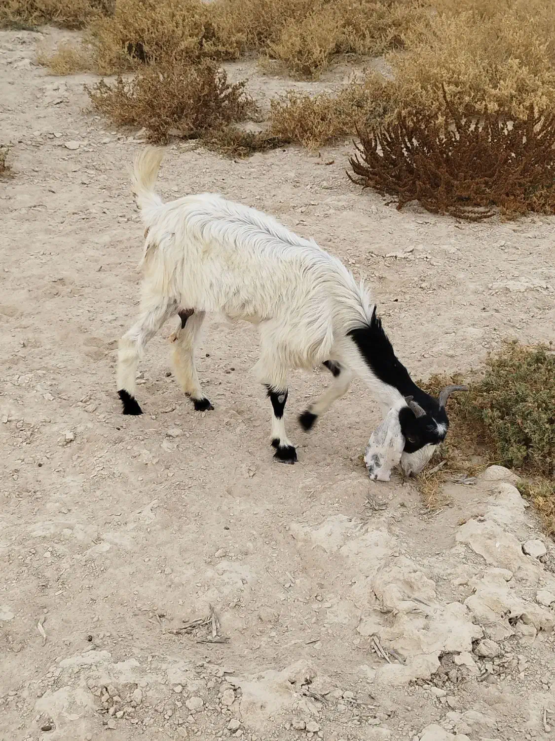 بز ماده|حیوانات مزرعه|اهرم, |دیوار