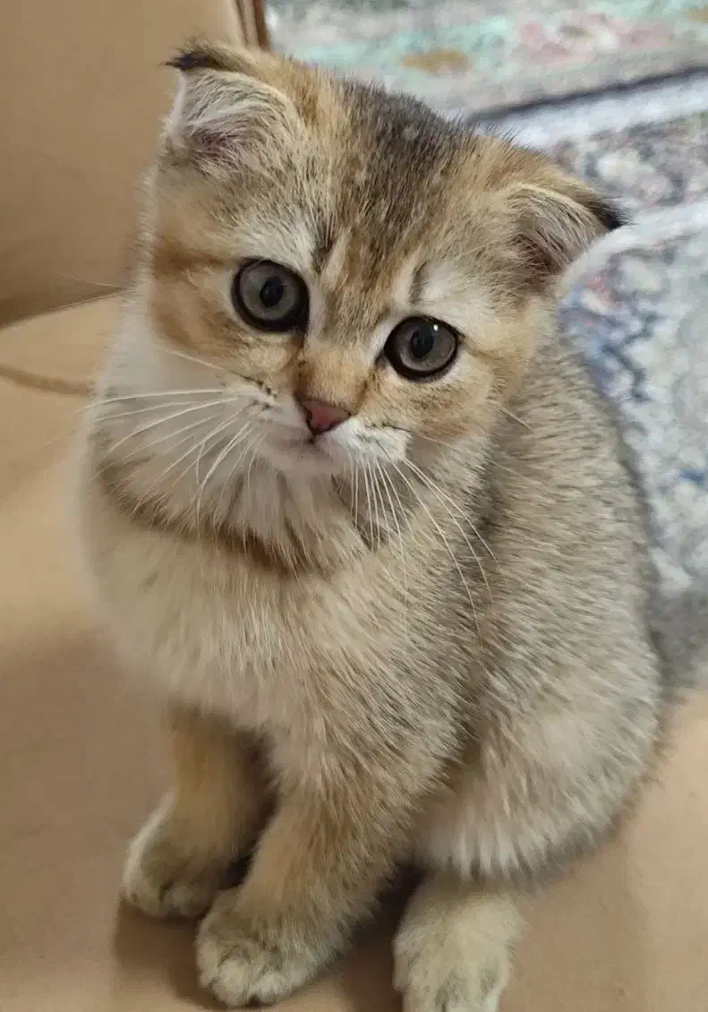 گربه اسکاتیش|گربه|سهند, |دیوار