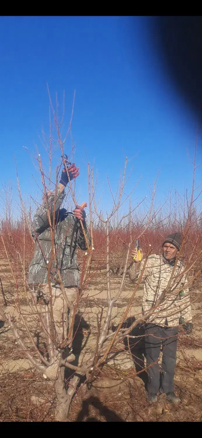 هرس کار ۵ نفری انواع درختان با بیش از ۲۰ سال سابقه|خدمات باغبانی و درختکاری|پارسآباد, |دیوار