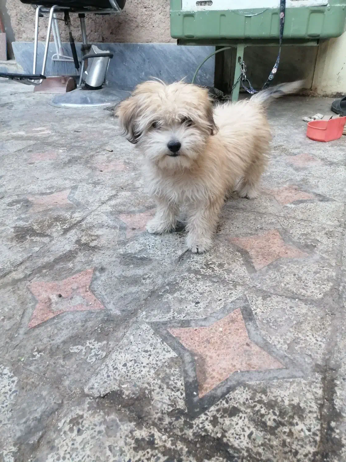 سگ پا کوتاه فروشی|سگ|کرمان, |دیوار