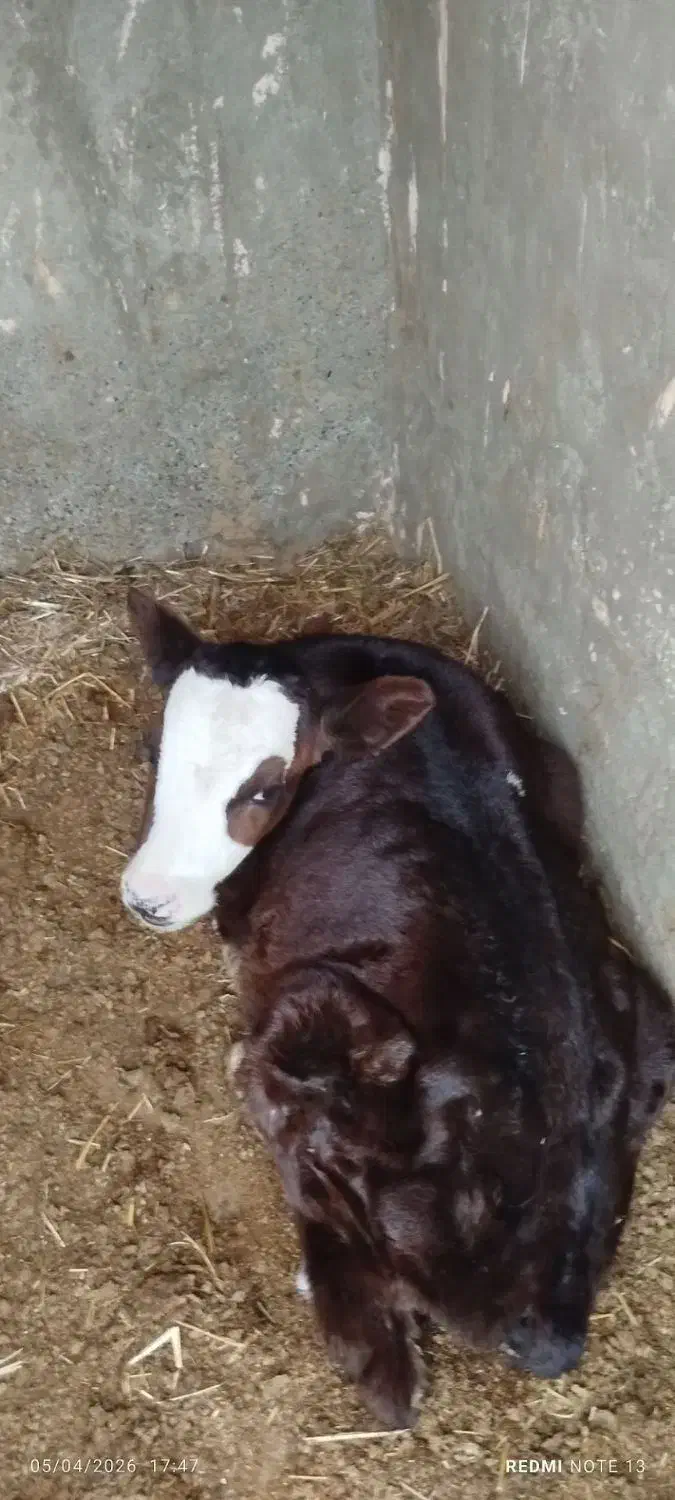 گاو|حیوانات مزرعه|سبزوار, خسروجرد|دیوار